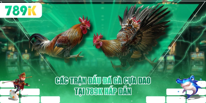Các trận đấu đá gà cựa dao tại 789K hấp dẫn