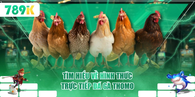Tìm hiểu về hình thức trực tiếp đá gà Thomo